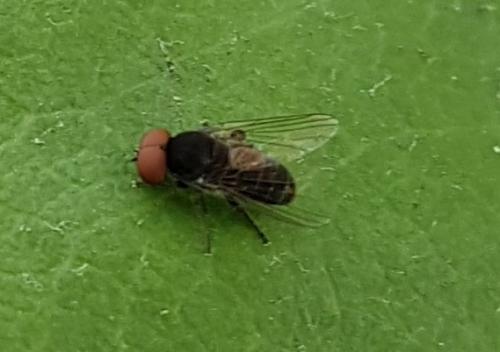 Lindneromyia dorsalis